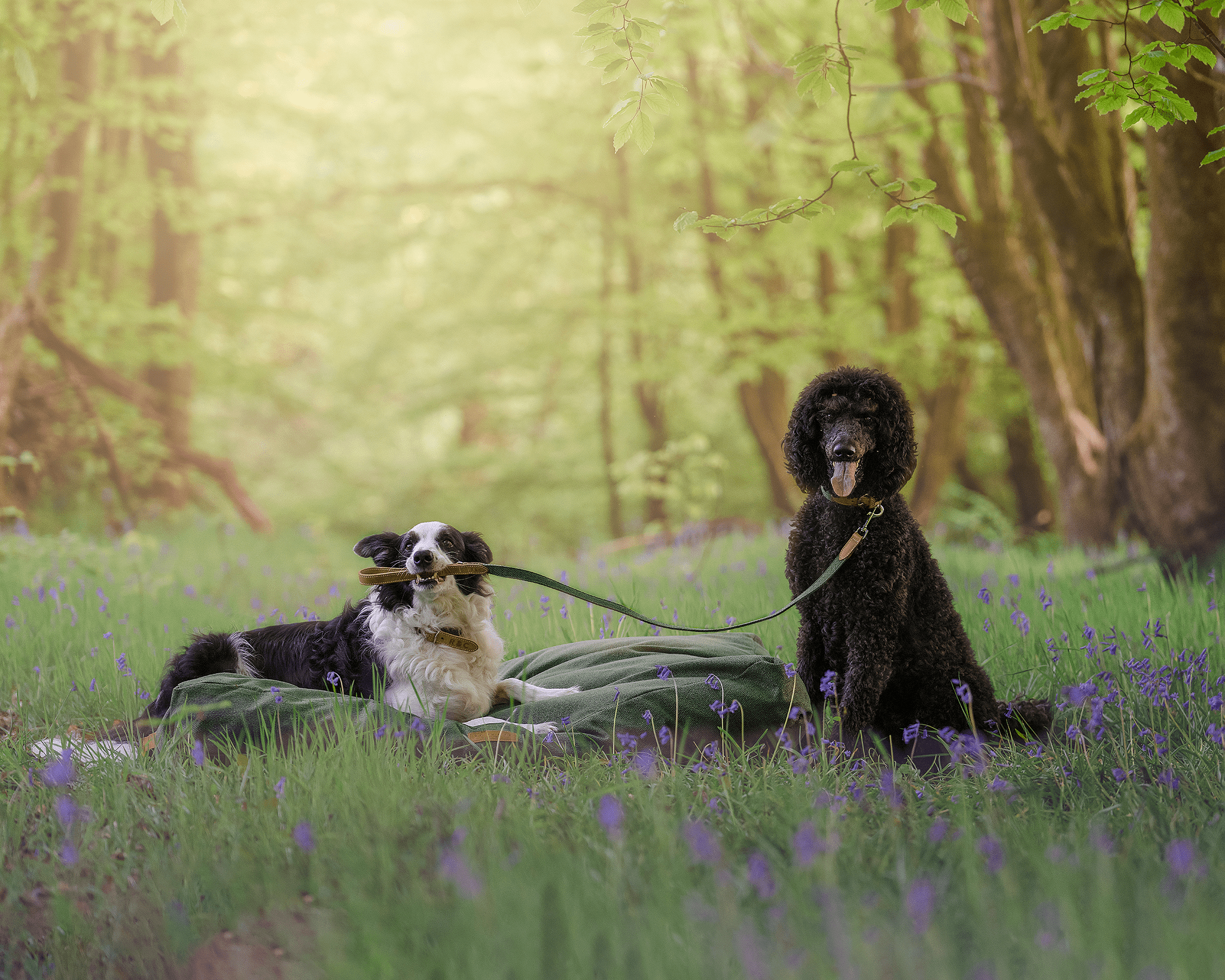 5 of our favourite dog walks in Wales - Ralph & Co