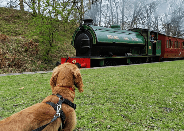 A Dog's Day Out: Unique Dog Friendly Activities for The Whole Family - Ralph & Co