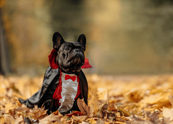 A firework survival guide for you and your pets… - Ralph & Co