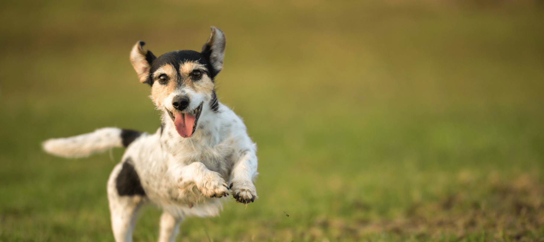 Creating a sensory garden for your dog this spring… - Ralph & Co
