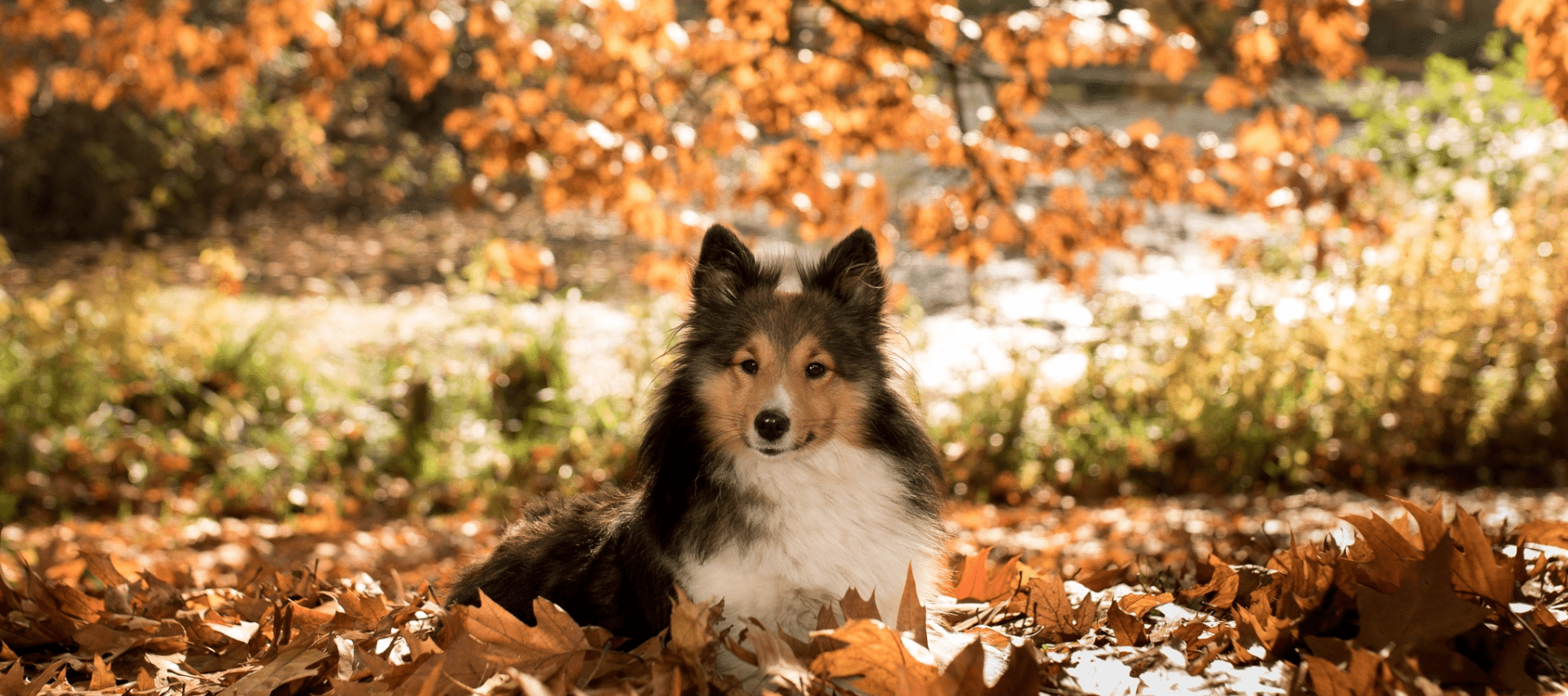 Expert advice for autumnal dog walks… - Ralph & Co