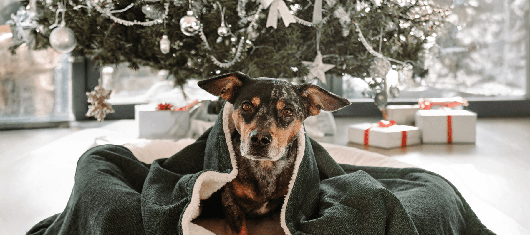 The ultimate Christmas gift guide for the dog lovers in your life… - Ralph & Co
