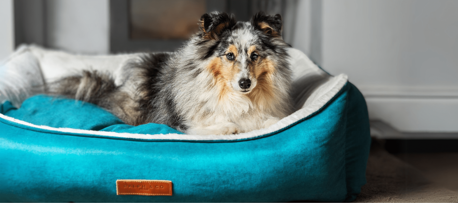 Wash Rinse Repeat The Ultimate Guide to Keeping Your Dog s Bed Clea