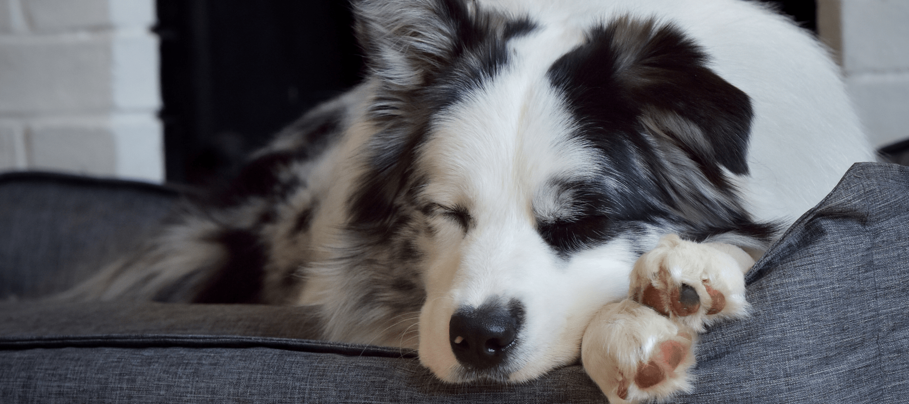 Why does my puppy destroy their bed? Answering your Frequently Asked Q