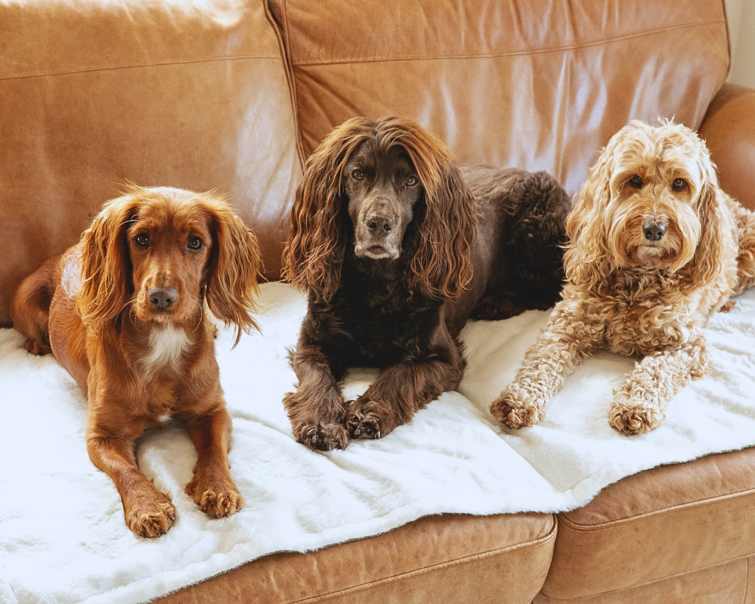 Three spaniels share the luxury faux fur side of a Lincoln travel blanket