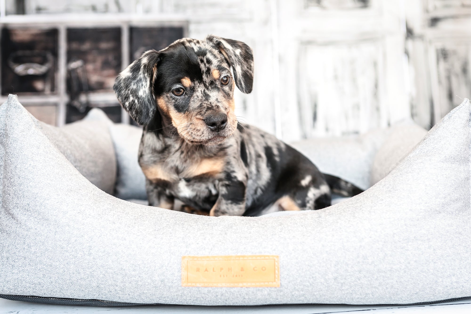 Chenille Nest Dog Bed | Dalton - Ralph & Co