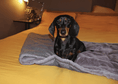 Load image into Gallery viewer, Luxury Washable Herringbone Dog Blanket | Balmoral - Ralph & Co