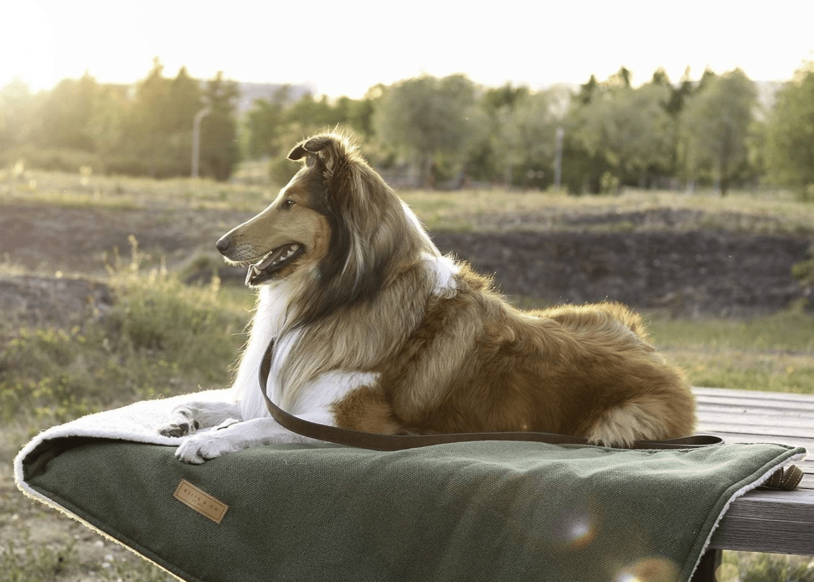 Dog Blanket - Richmond - Ralph & Co