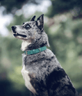 Load image into Gallery viewer, Duck Egg Blue Leather Dog Collar - Ralph & Co
