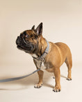Load image into Gallery viewer, Fabric & Leather Collar - Dalton - Ralph & Co