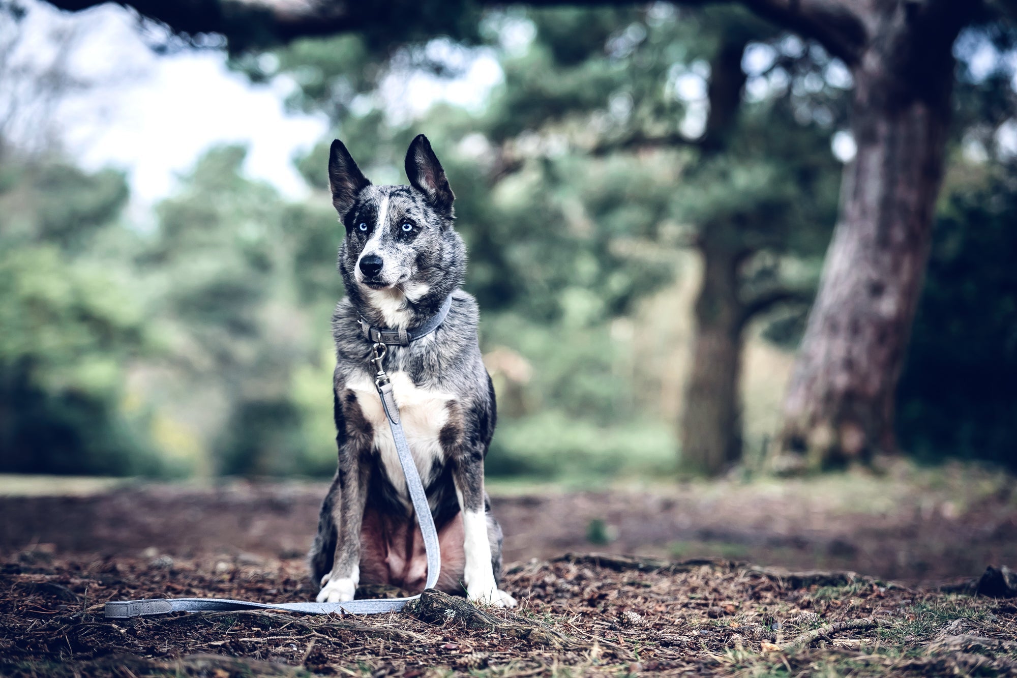 Fabric & Leather Collar - Dalton - Ralph & Co