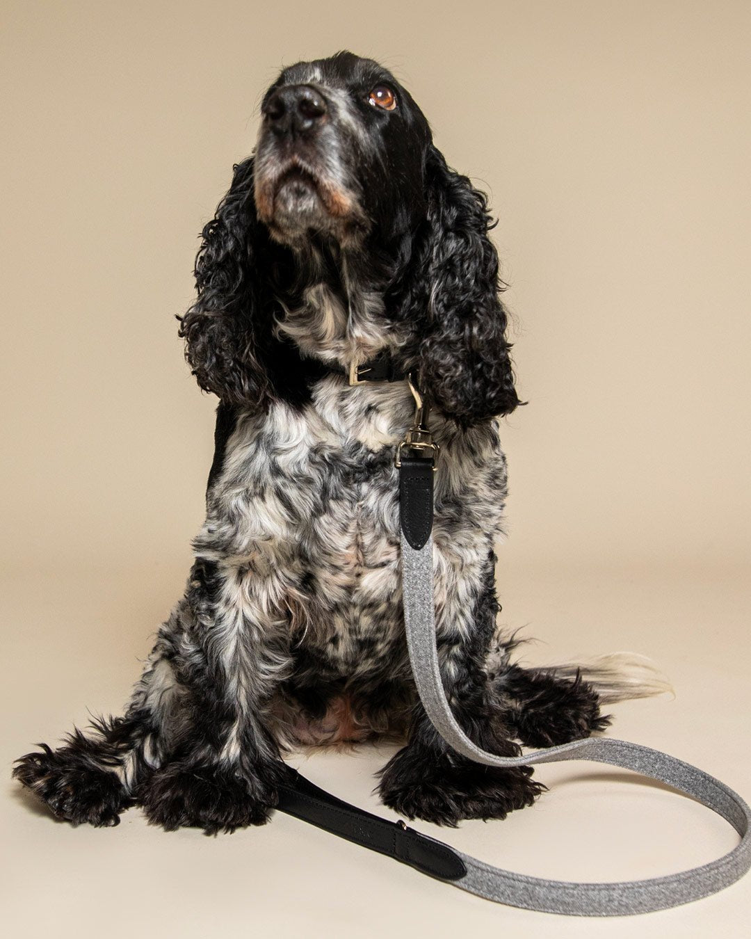 Fabric & Leather Collar - Eton - Ralph & Co