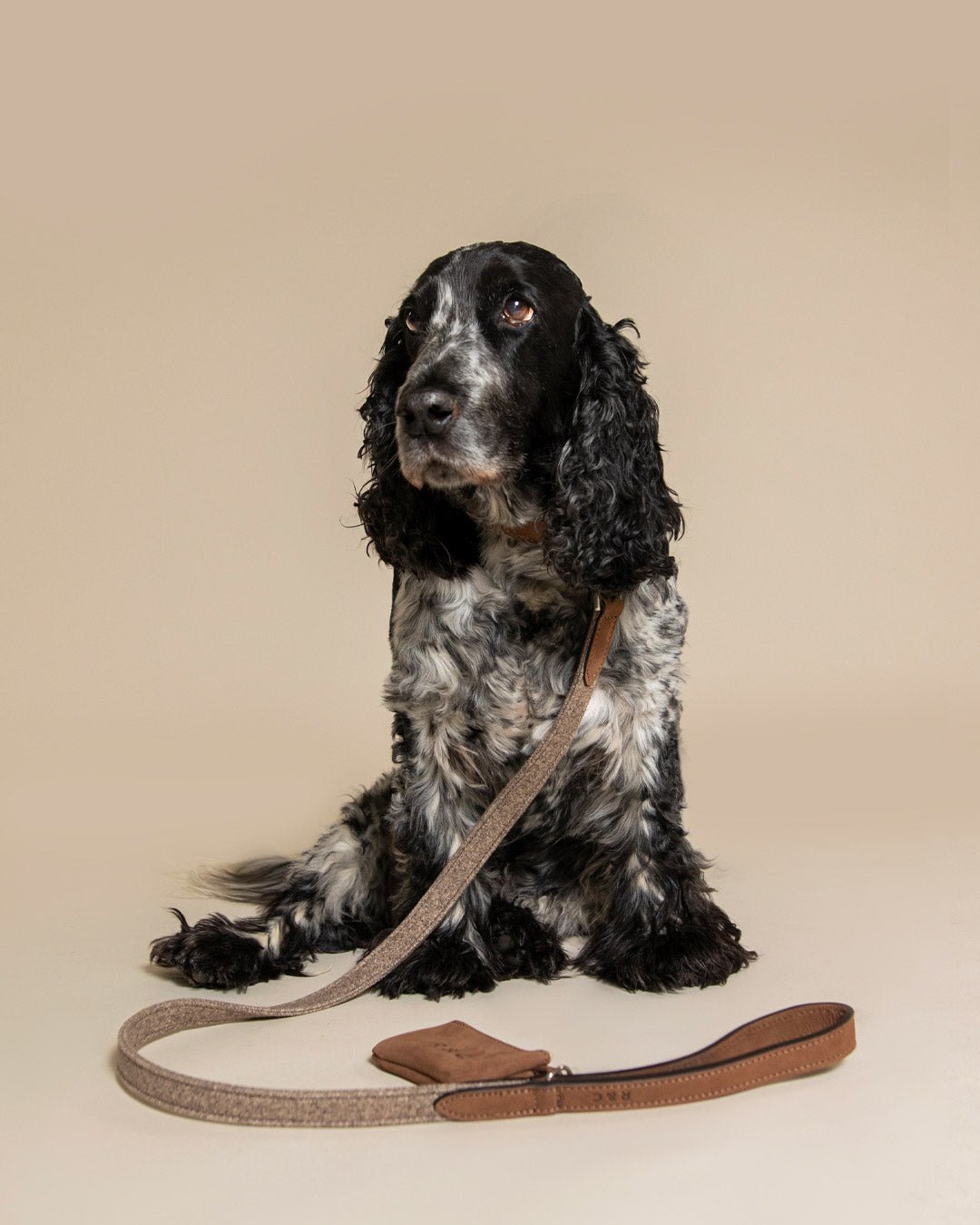Fabric & Leather Collar - Sherbourne - Ralph & Co