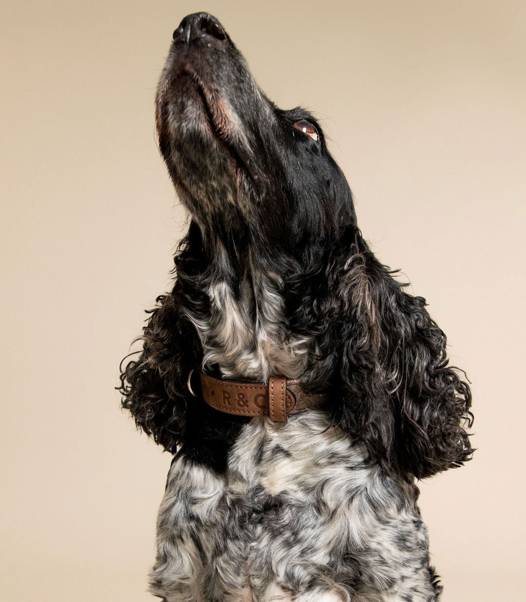 Fabric & Leather Collar - Sherbourne - Ralph & Co