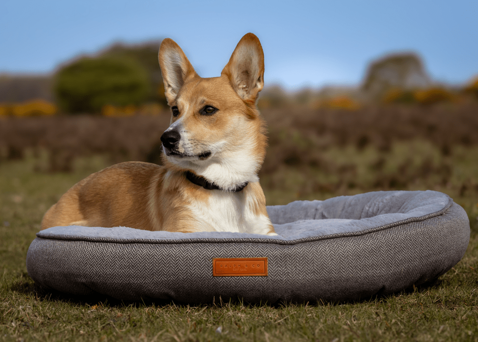 Grey Calming Donut Dog Bed | Balmoral - Ralph & Co