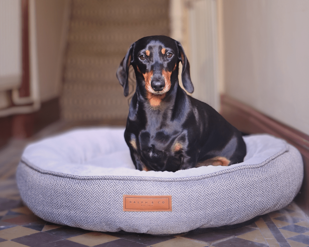 Grey Calming Donut Dog Bed | Balmoral - Ralph & Co