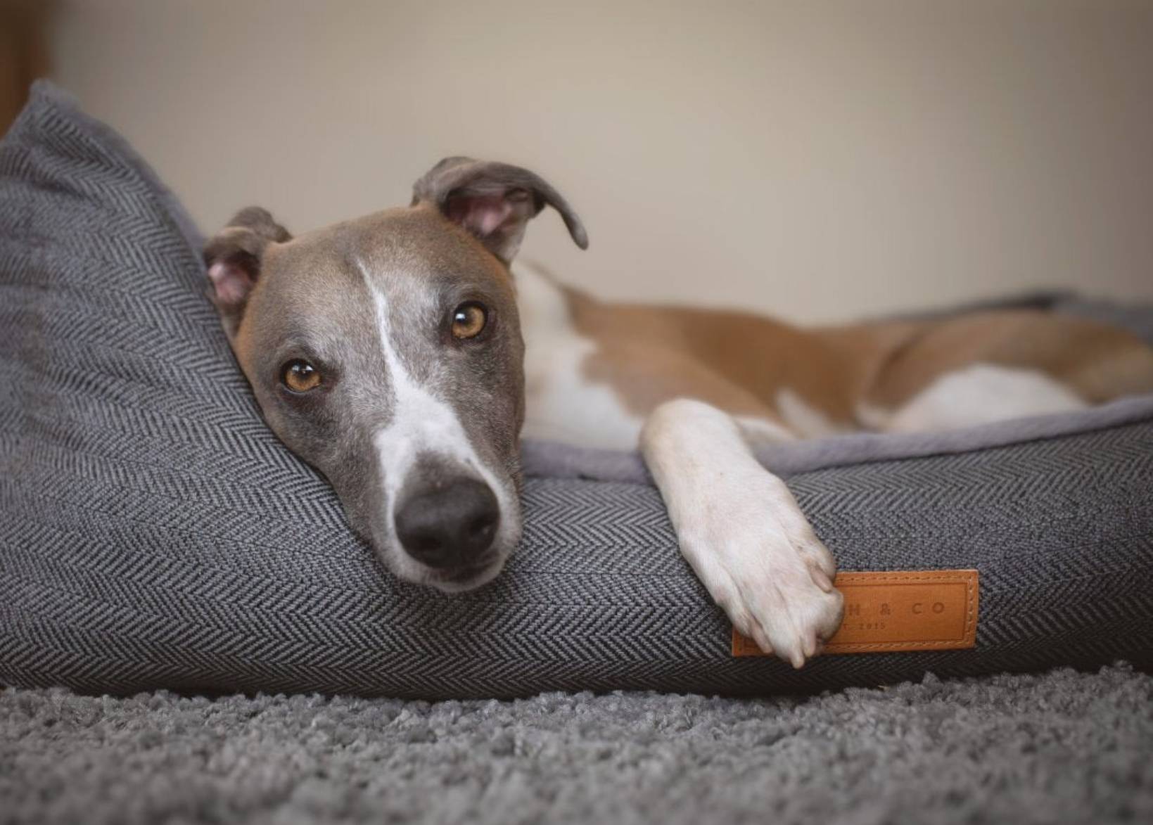 Herringbone Grey Dog Bed | Balmoral - Ralph & Co