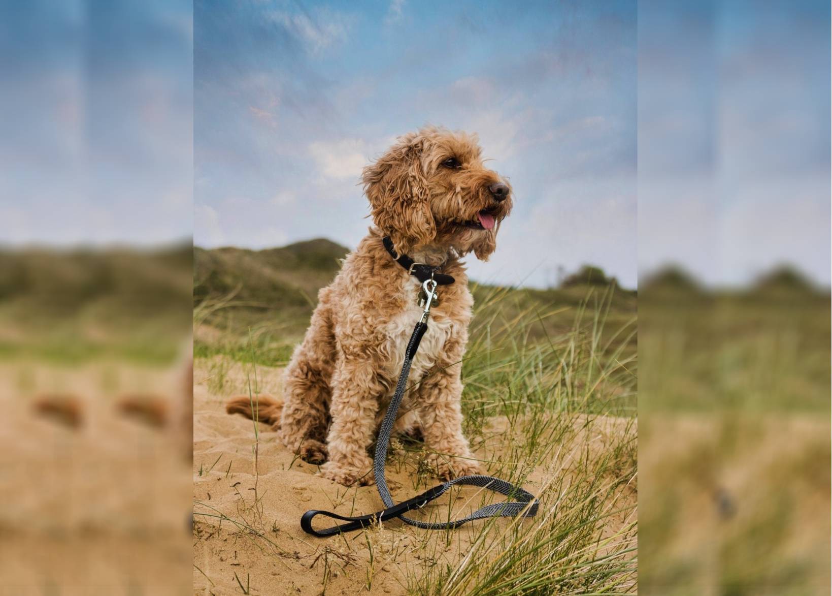 Herringbone & Leather Collar - Balmoral - Ralph & Co