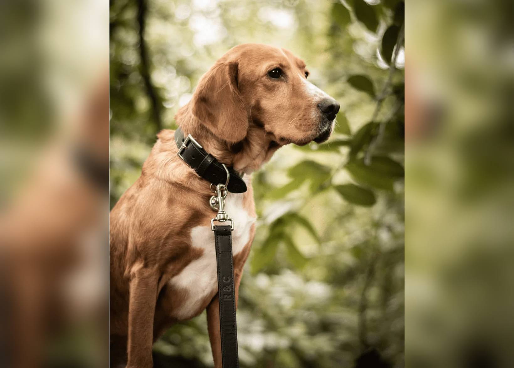 Italian Leather Collar - Sorrento - Ralph & Co