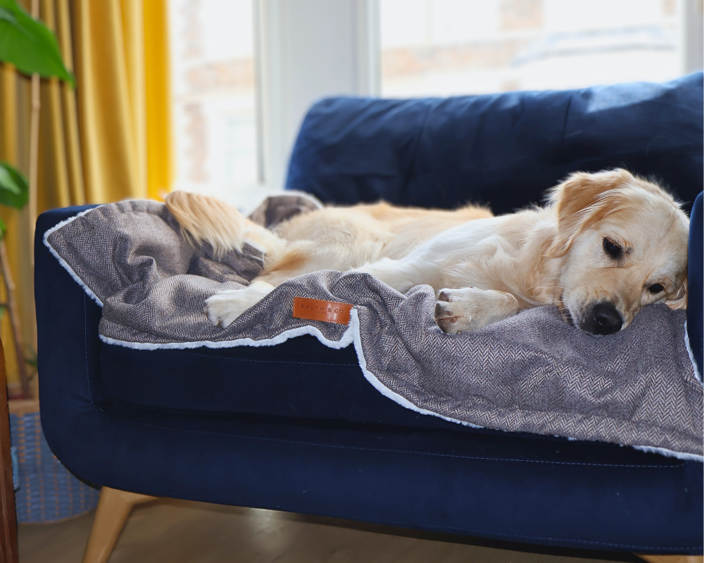 A golden retriever sleeps on the sofa with a Lincoln blanket protecting the furniture