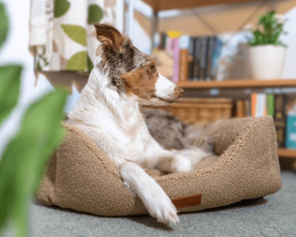Luxury Boucle Nest Bed | Teddington - Ralph & Co