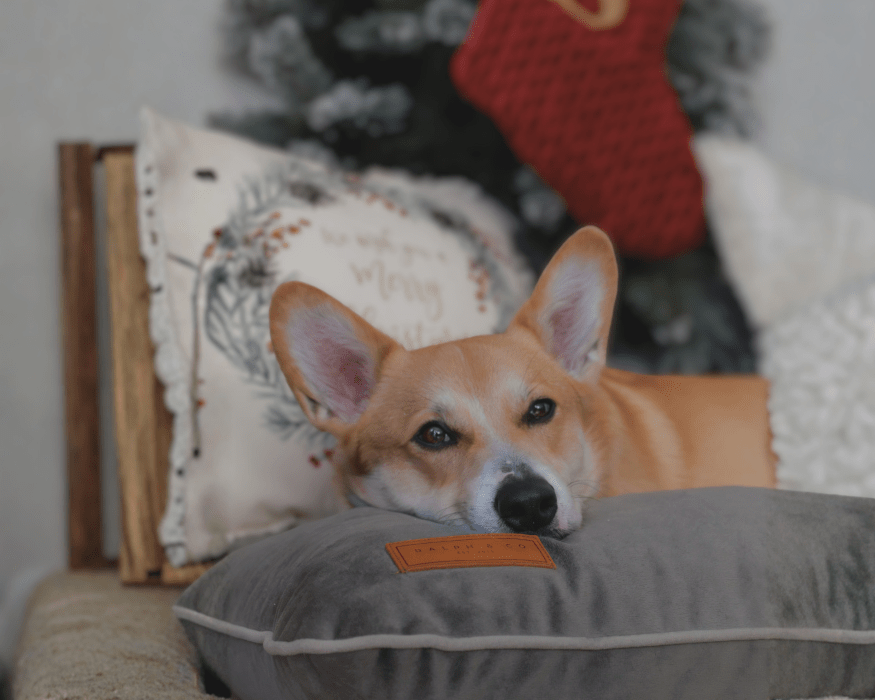 Luxury Memory Foam Crate Bed With Removable Covers | Grey - Ralph & Co