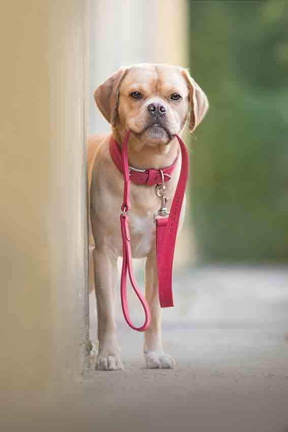 Nubuck Collar - Como - Ralph & Co