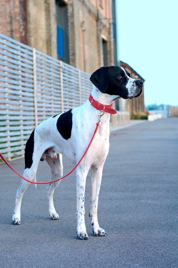 Nubuck Collar - Como - Ralph & Co