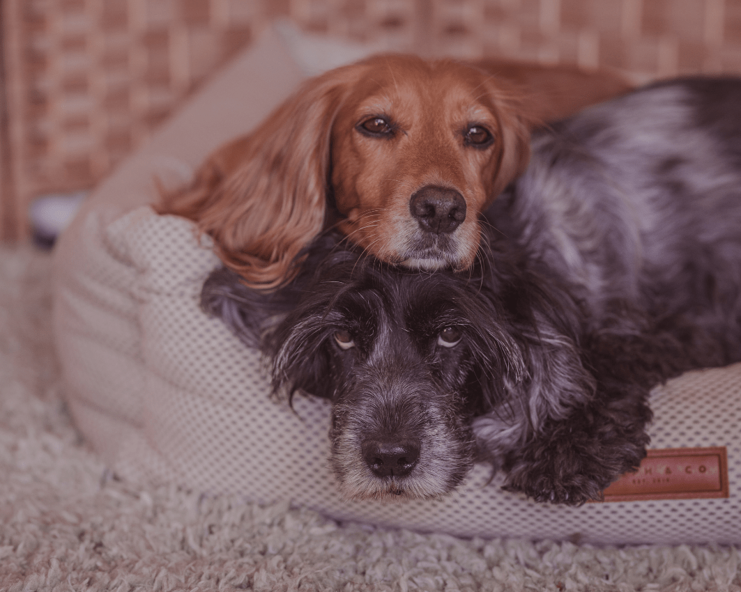 Orthopaedic Memory Foam Dog Bed | Beige - Ralph & Co