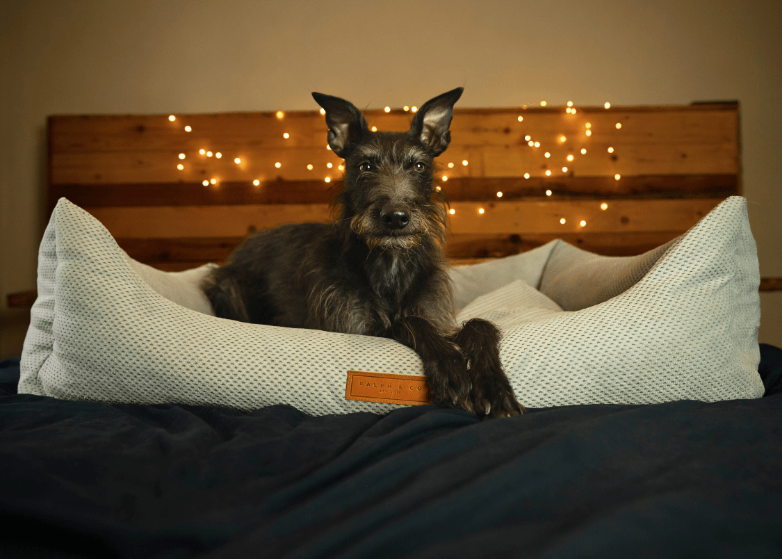 Orthopaedic Memory Foam Dog Bed | Grey - Ralph & Co