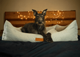 Load image into Gallery viewer, THE HIGHCLERE | LUXURY MEMORY FOAM BED - Ralph & Co