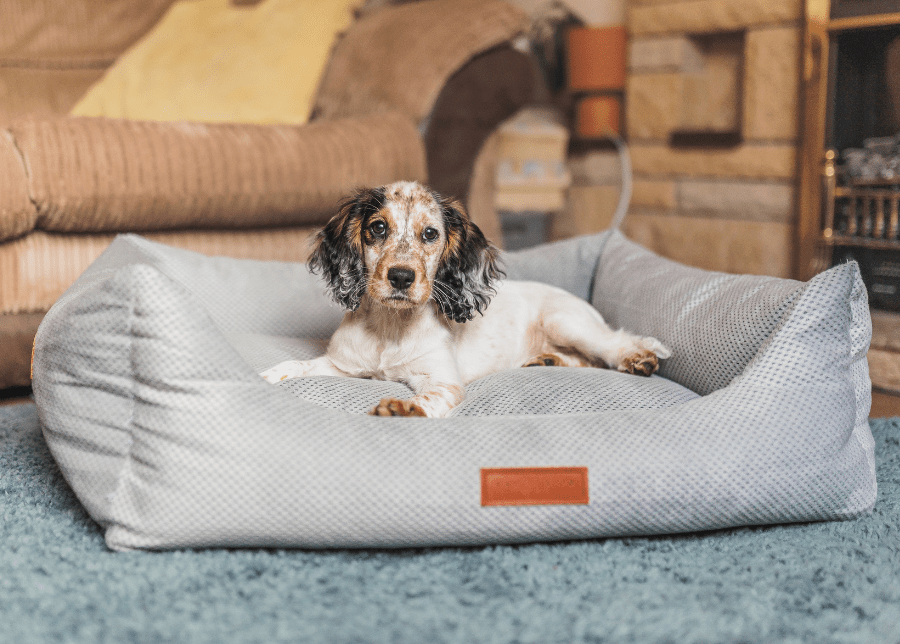 Orthopaedic Memory Foam Dog Bed | Grey - Ralph & Co