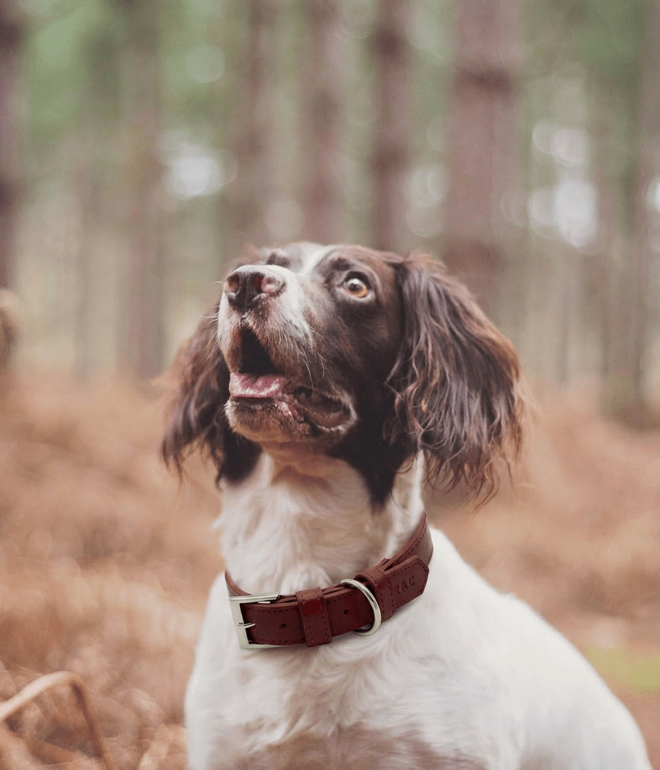 Oxblood Red Leather Dog Collar - Ralph & Co
