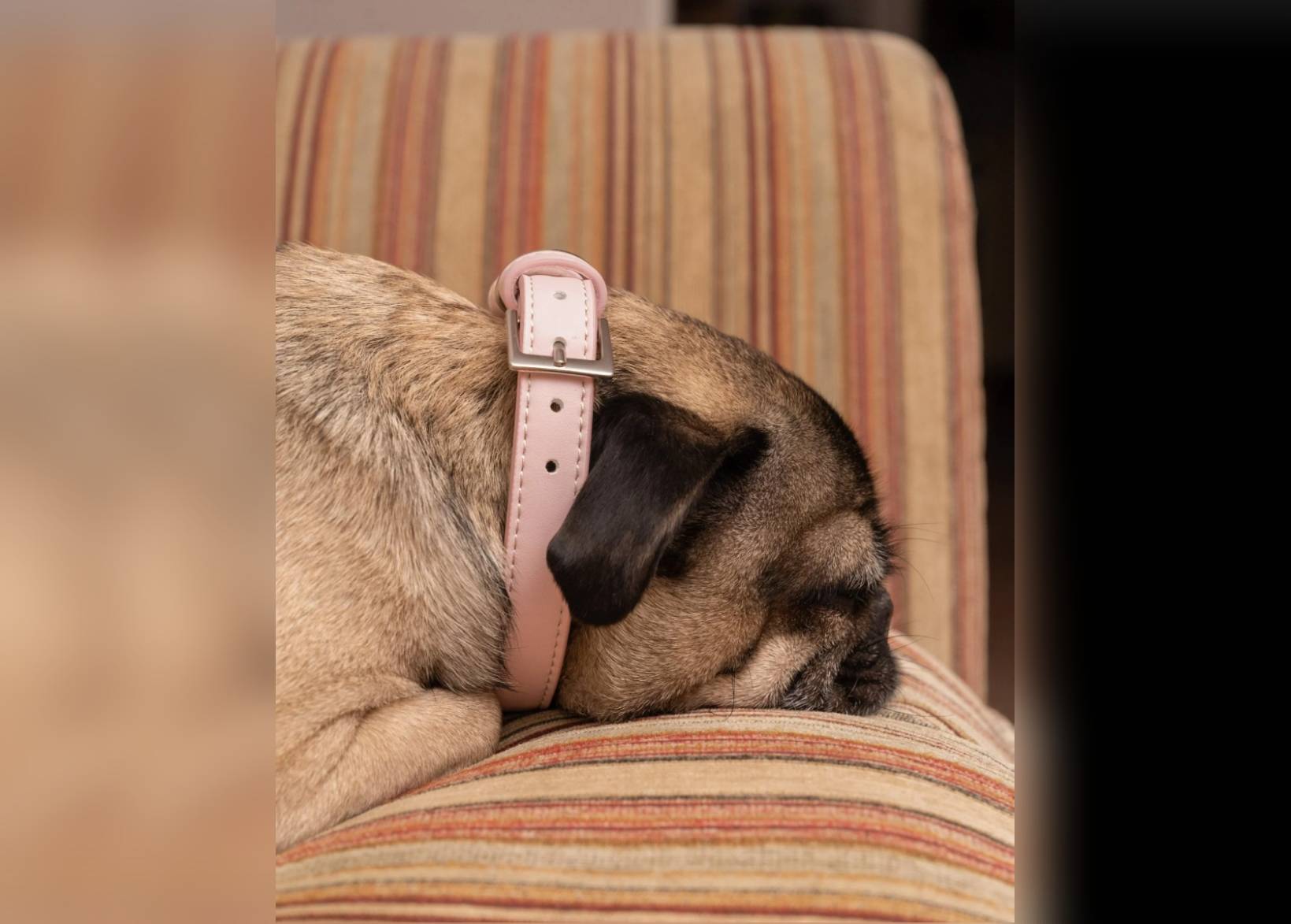 Pink Eco Leather Dog Collar - Ralph & Co
