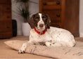 Load image into Gallery viewer, Red Leather Dog Collar - Ralph & Co