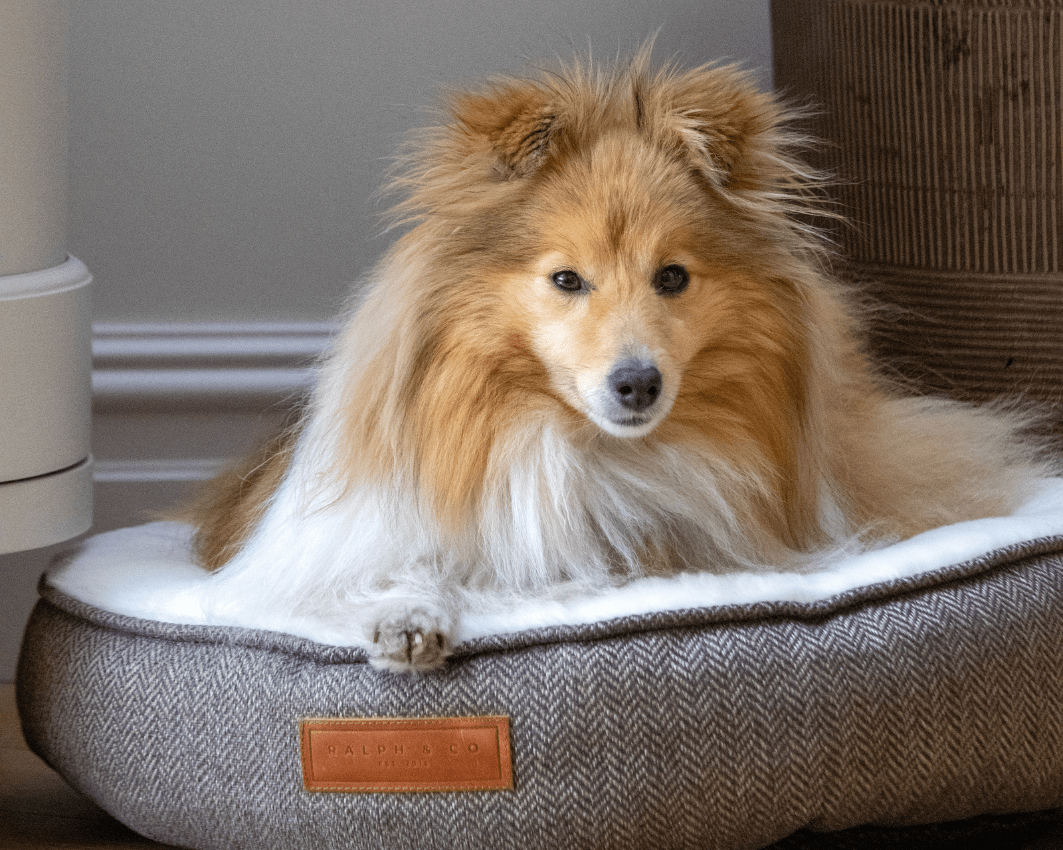 Tweed Calming Donut Dog Bed | Lincoln - Ralph & Co