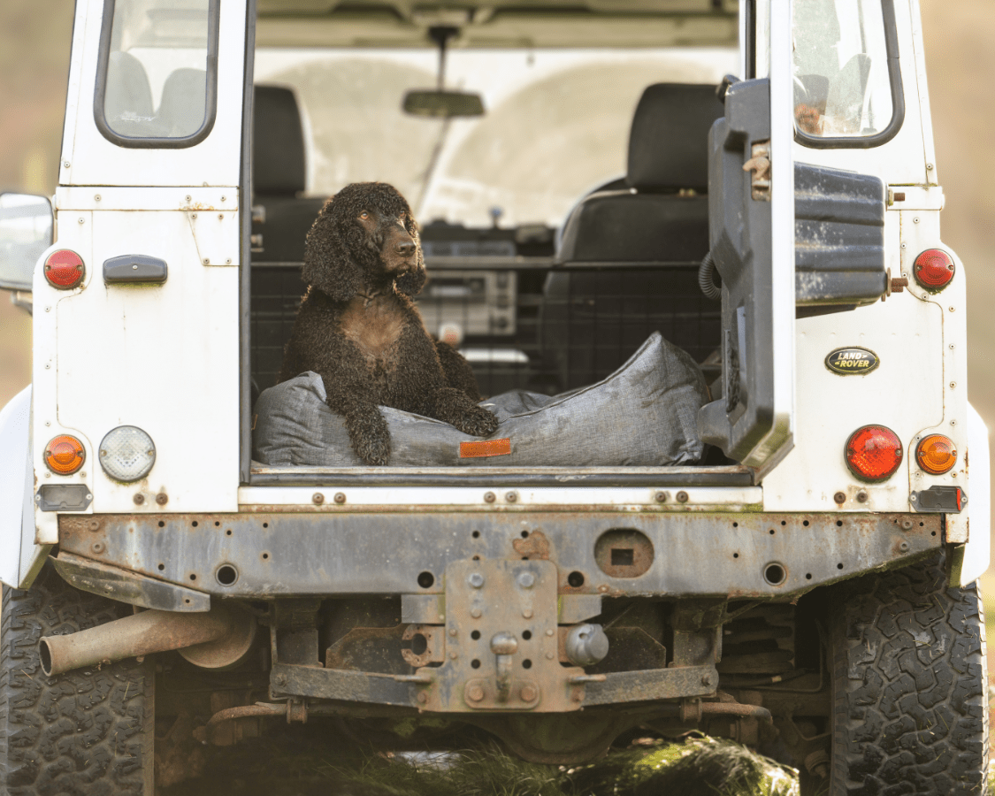 Waterproof Dog Bed | Windsor - Ralph & Co