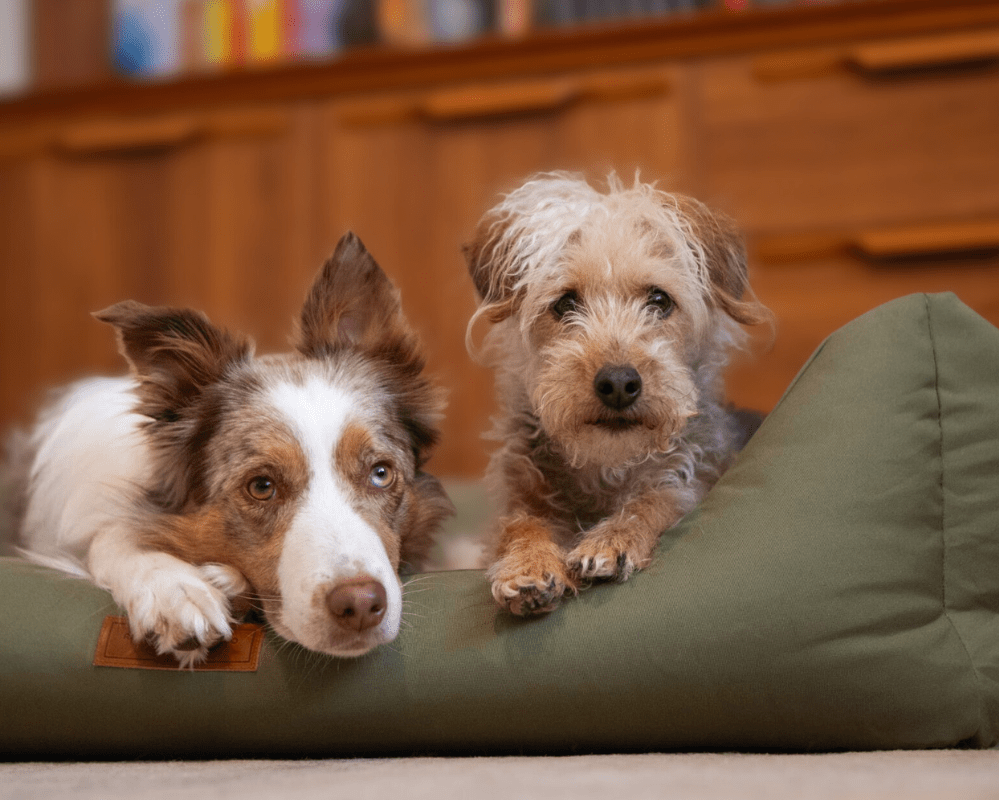 Waterproof Memory Foam Dog Bed | Henley - Ralph & Co