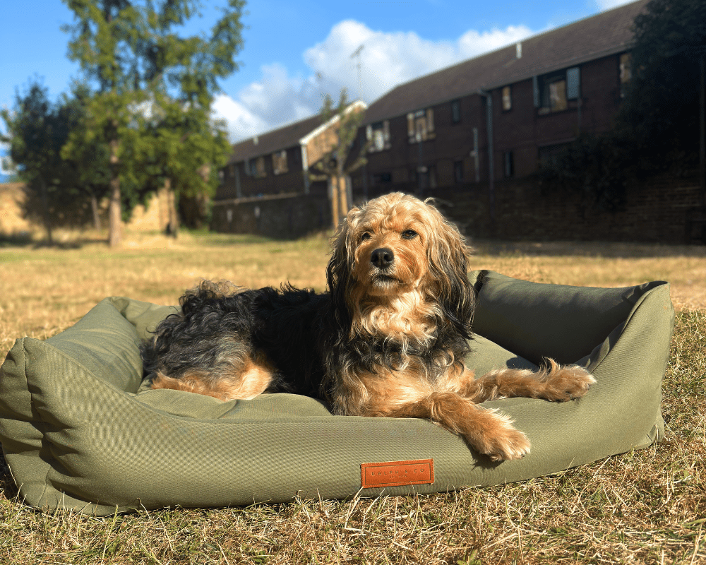 Waterproof Memory Foam Dog Bed | Henley - Ralph & Co