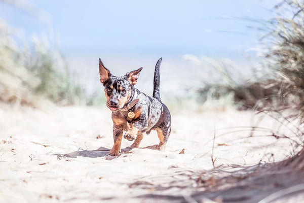 The best dog-friendly staycations for your summer getaway