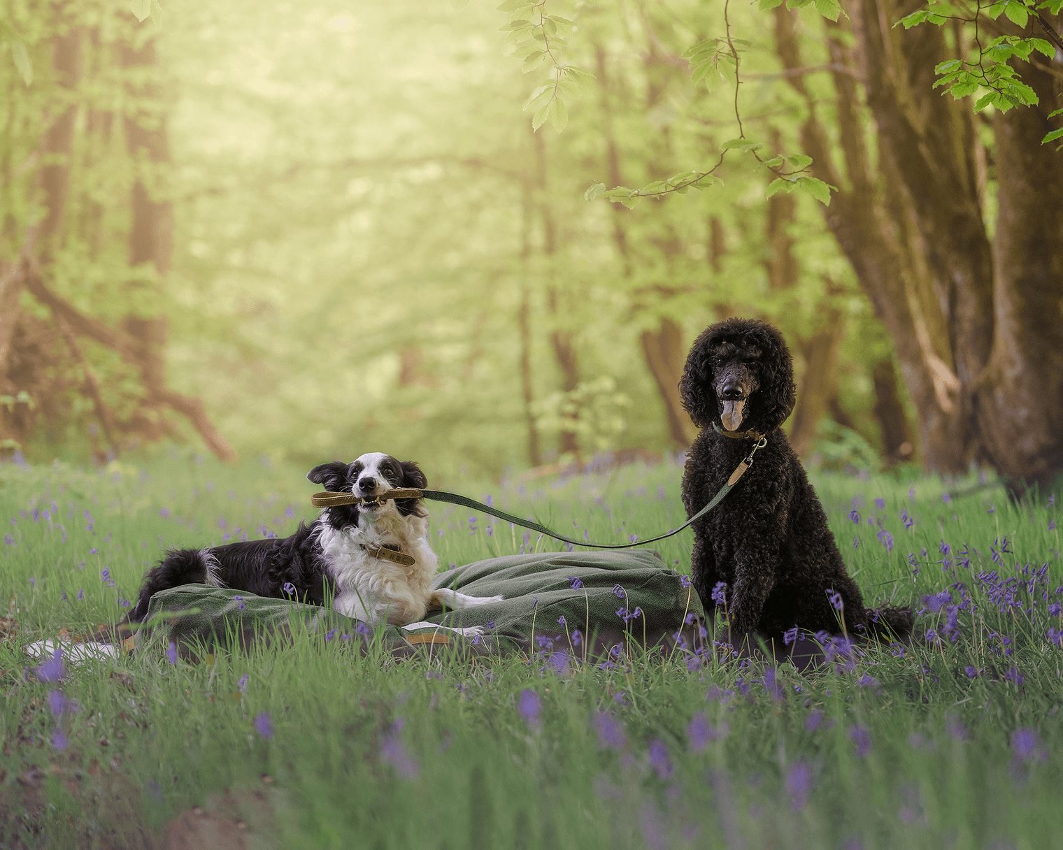 5 of our favourite dog walks in Wales - Ralph & Co