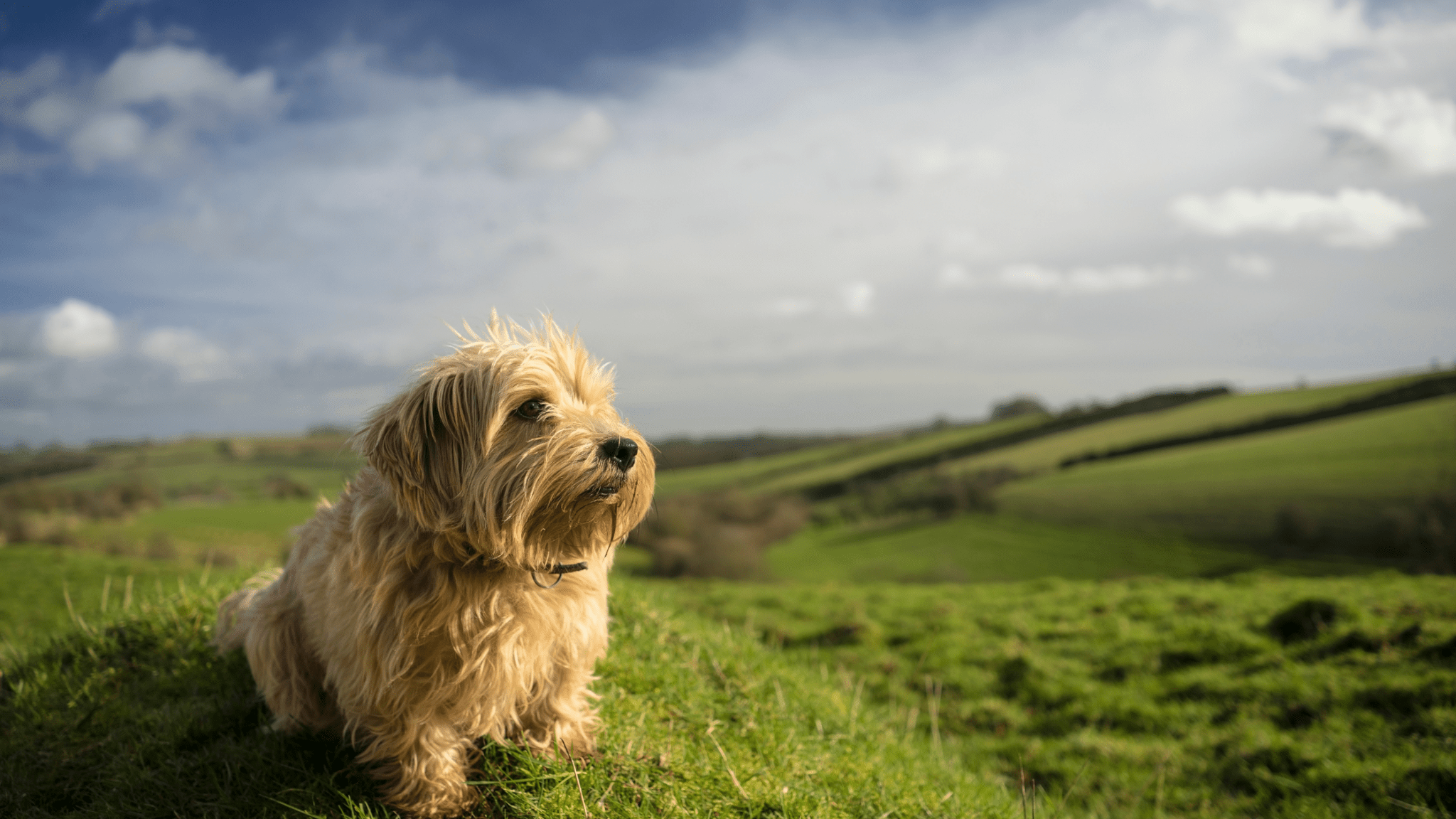 8 Of The UK’s Top Dog Friendly Destinations Revealed - Ralph & Co