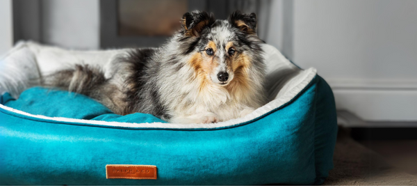 Wash, Rinse, Repeat: The Ultimate Guide to Keeping Your Dog’s Bed Clean and Comfy