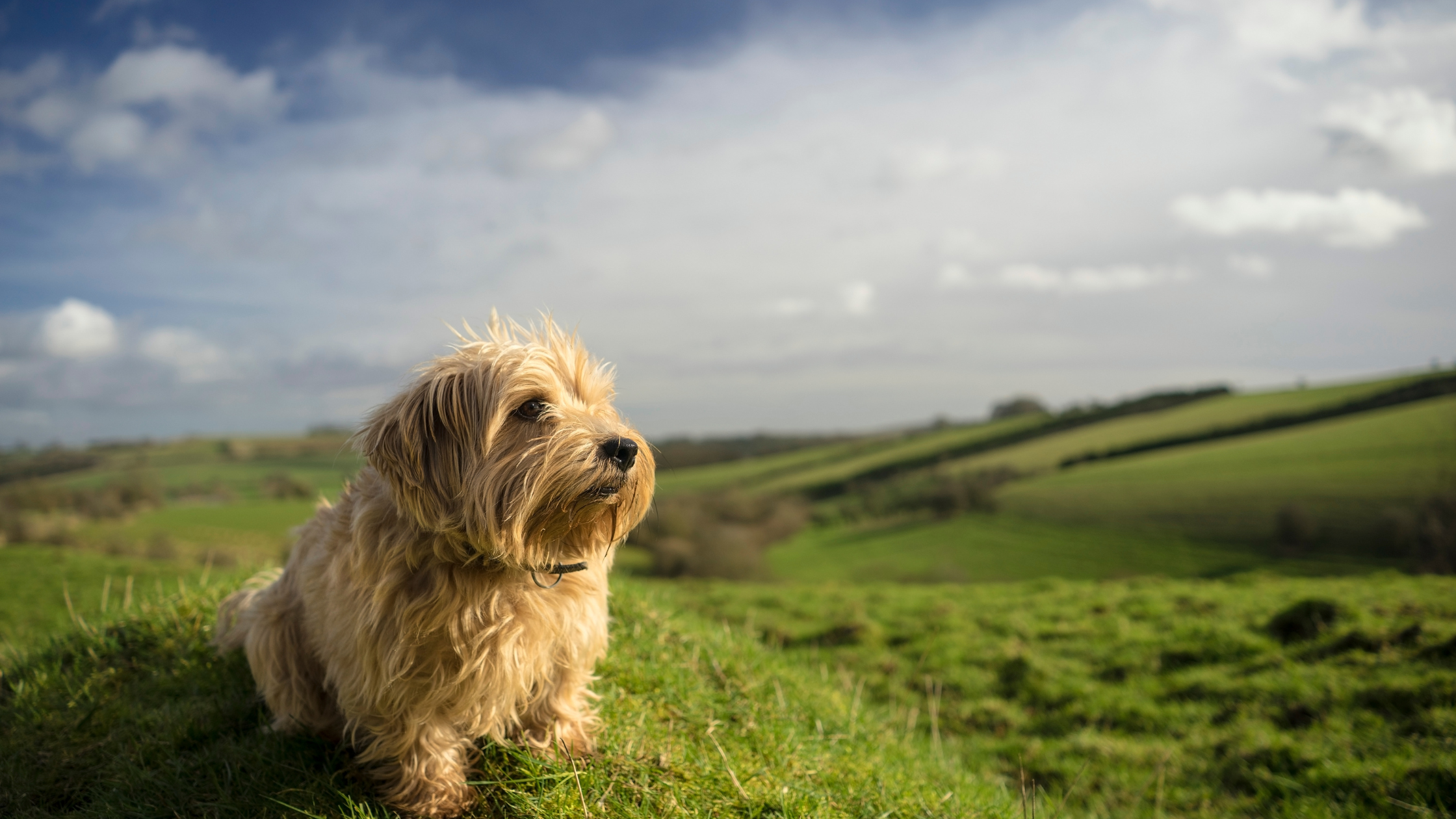8 Of The UK’s Top Dog Friendly Destinations Revealed