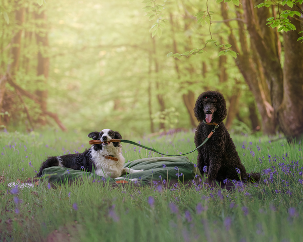 5 of our favourite dog walks in Wales