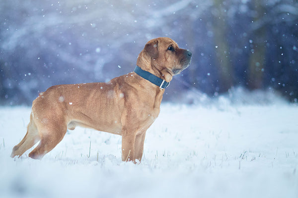 Winter Getaways with your Dog