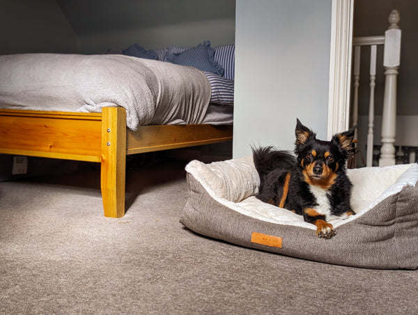 How To Make Your Dog the Ultimate Staycation Guest