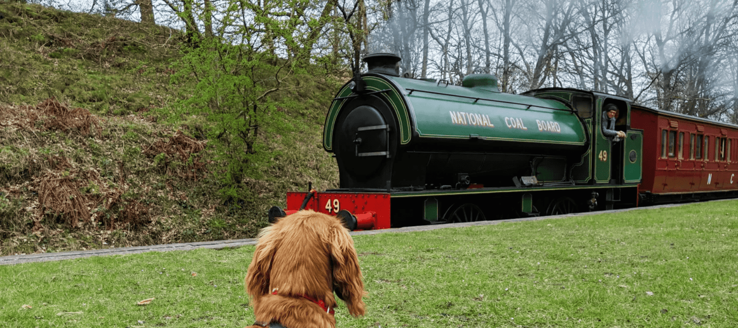 A Dog's Day Out: Unique Dog Friendly Activities for The Whole Family - Ralph & Co