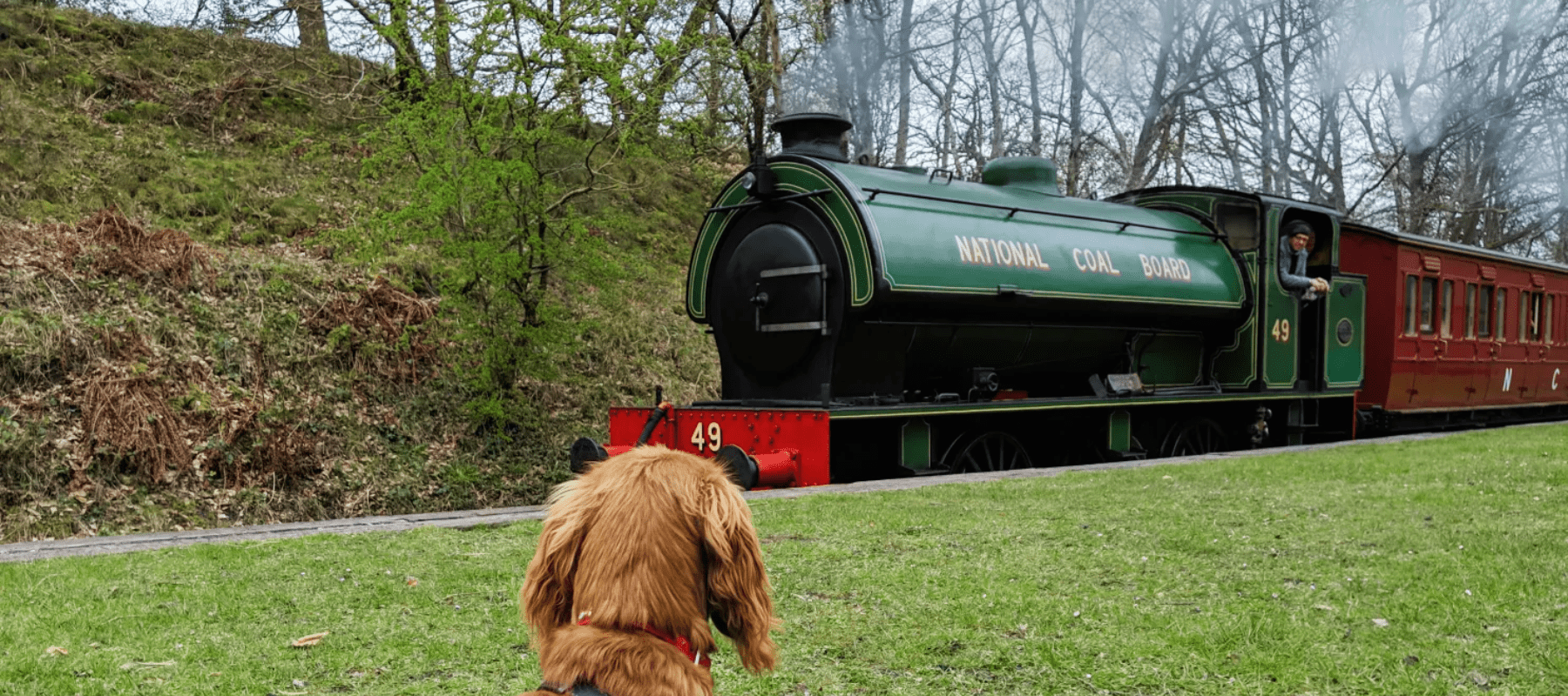 A Dog's Day Out: Unique Dog Friendly Activities for The Whole Family - Ralph & Co