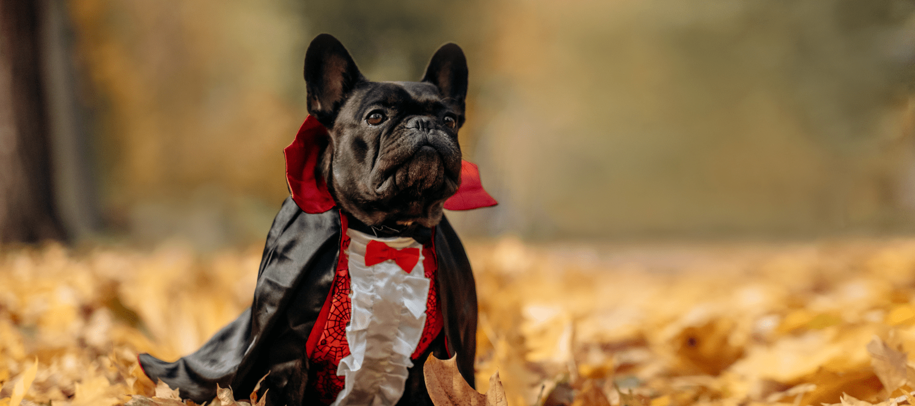 A firework survival guide for you and your pets… - Ralph & Co